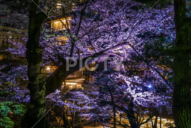 春の日本庭園のイメージ