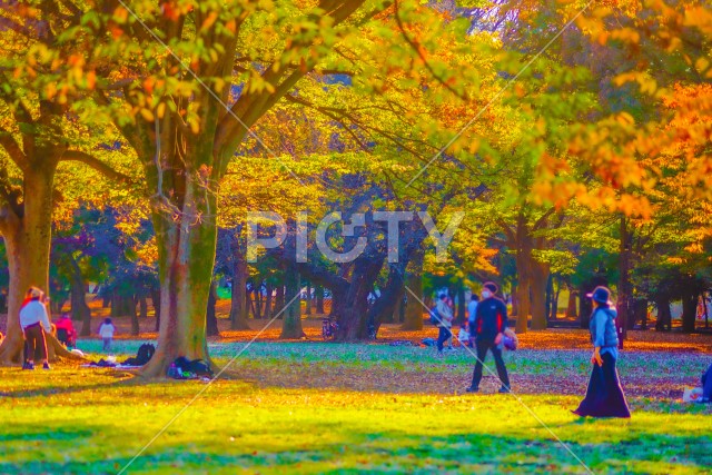紅葉に覆われた代々木公園