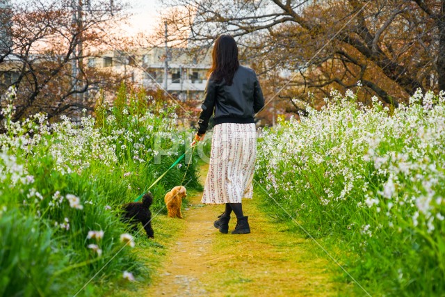 春の小道と犬の散歩