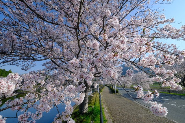 桜と水鳥の道サイクリングロード