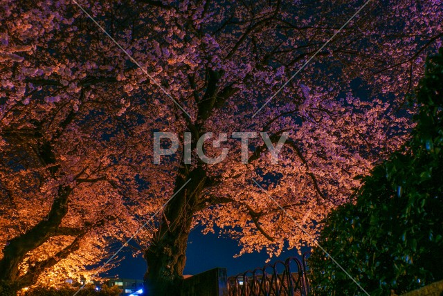 ライトアップされた夜桜（東京都調布市）