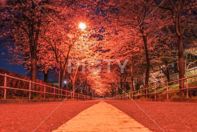 ライトアップされた夜桜（東京都調布市）