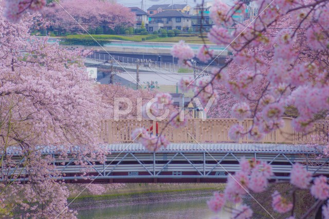 桜に包まれた薪田橋（大岡川プロムナード）