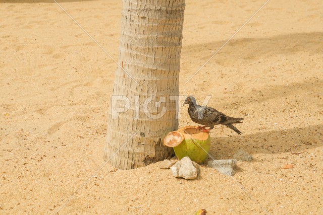 ココナッツを飲む鳩のイメージ