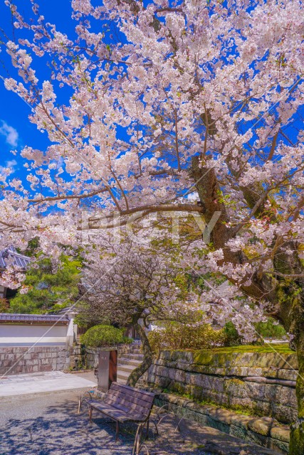 円覚寺の満開の桜（鎌倉市）