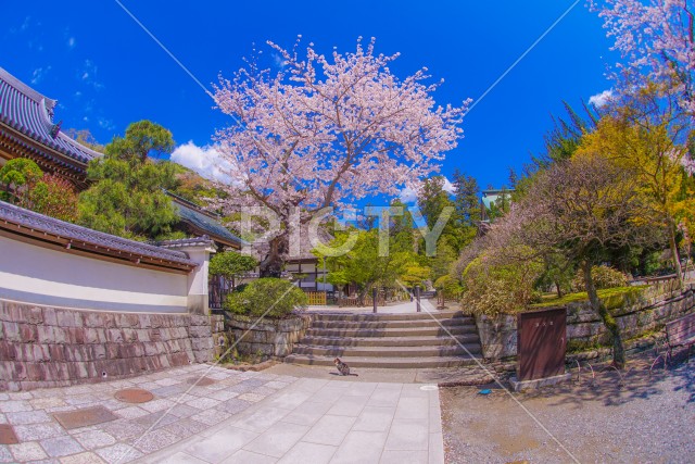 円覚寺の満開の桜（鎌倉市）