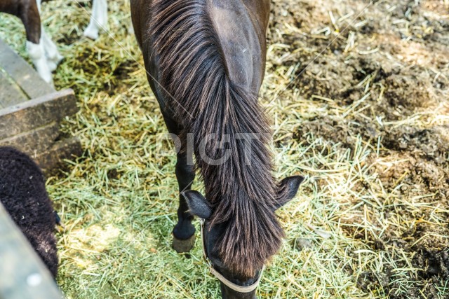 牧場の馬のイメージ