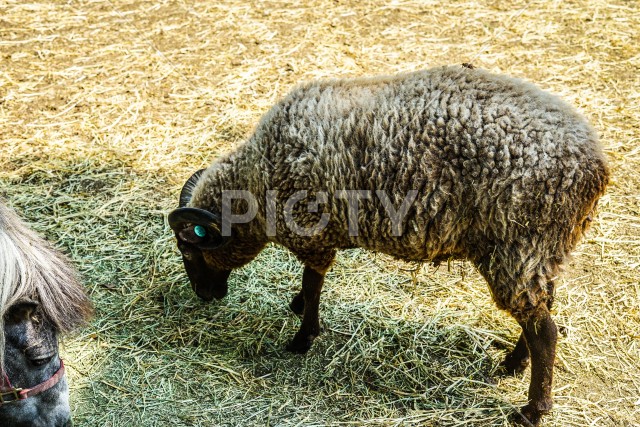 羊（ひつじ）のイメージ