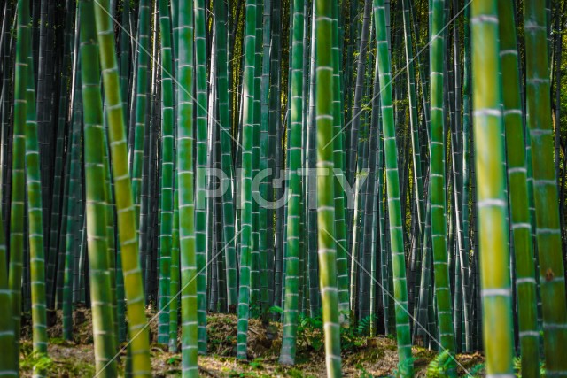 京都・嵐山の竹林