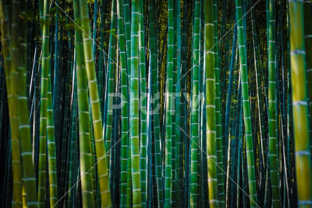 京都・嵐山の竹林（暗め）