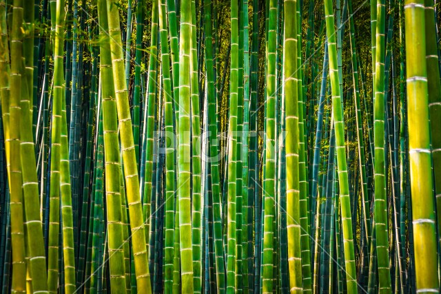 京都・嵐山の竹林（ハイコントラスト）