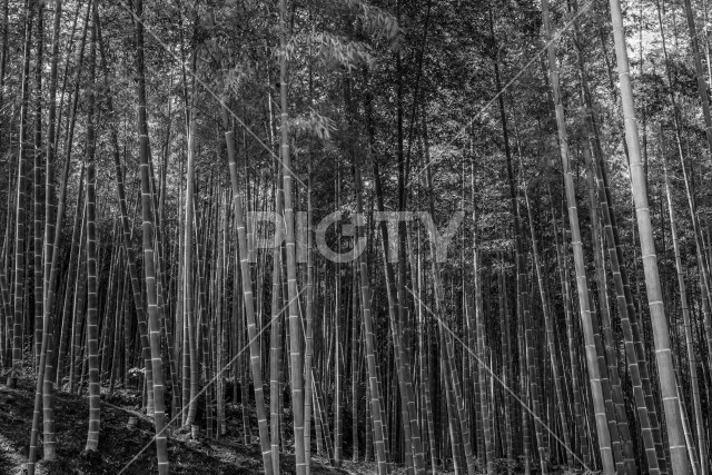 京都・嵐山の竹林（モノクロ）
