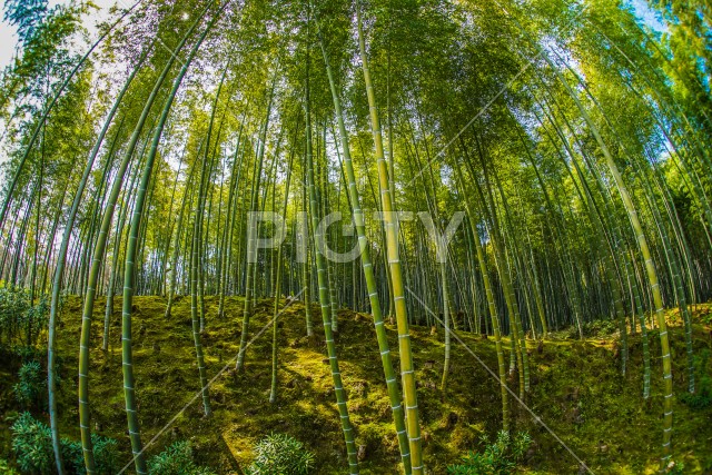 京都・嵐山の竹林