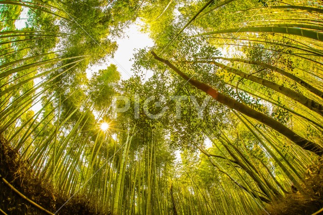 京都・嵐山の竹林（夕暮れ）