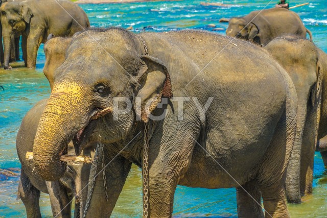 野生の象のイメージ（スリランカ・ピンナワラ）