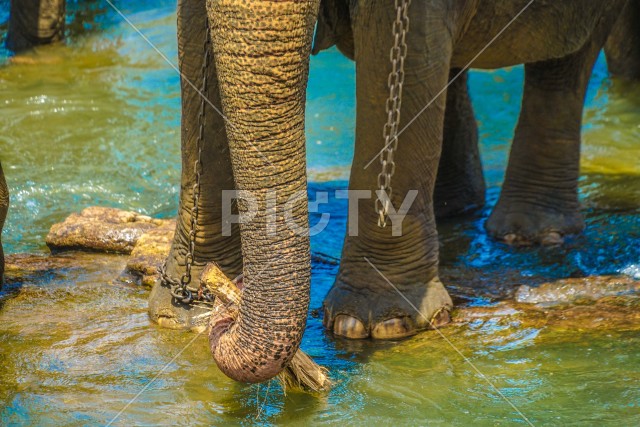 鎖に繋がれた象のイメージ（スリランカ・ピンナワラ）