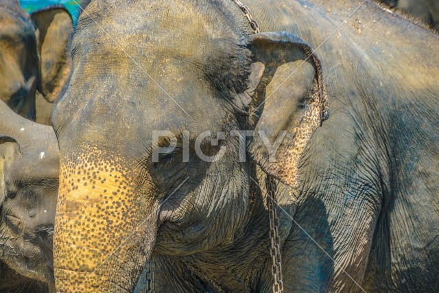 鎖に繋がれた象のイメージ（スリランカ・ピンナワラ）
