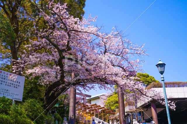 神社の飾りと桜