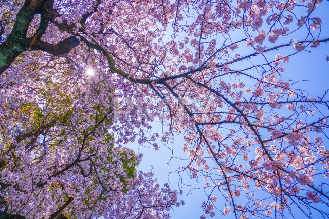晴天の空と満開の桜