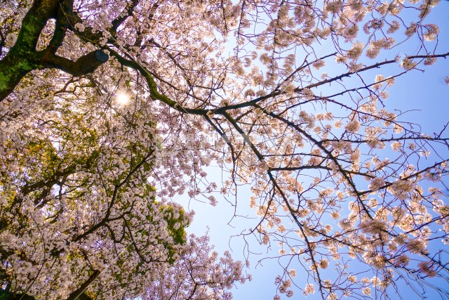 晴天の空と満開の桜