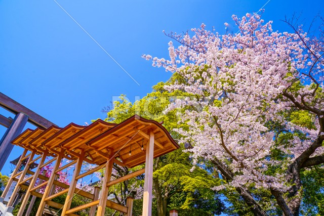神社の飾りと桜