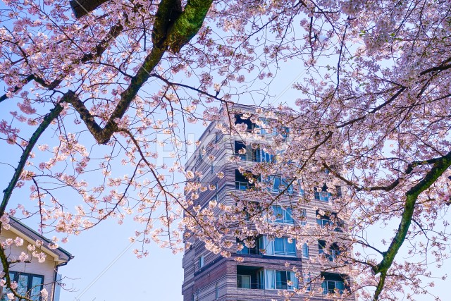 晴天の空と桜とマンション