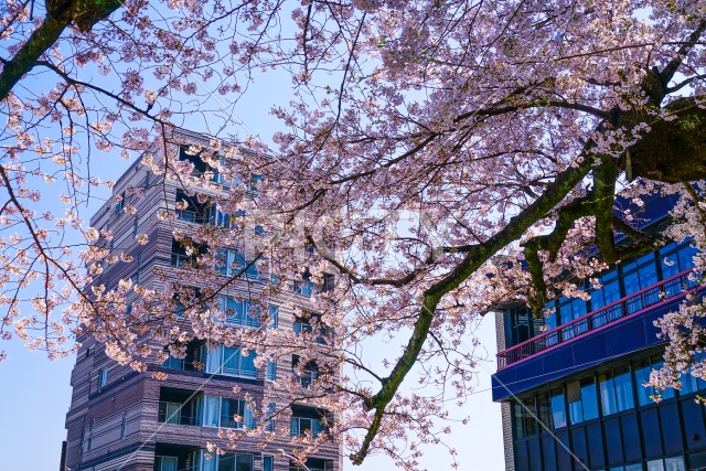 晴天の空と桜とマンション