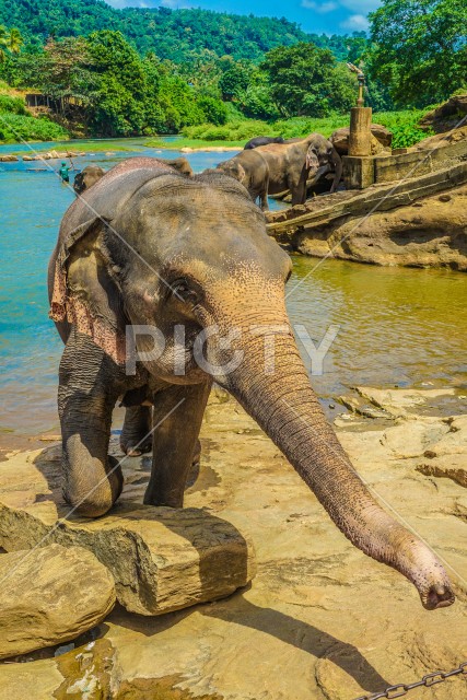 野生の象のイメージ（スリランカ・ピンナワラ）