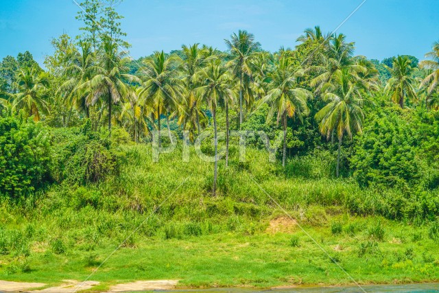 スリランカのジャングルのイメージ