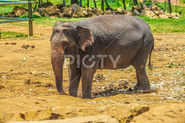 象の孤児院（スリランカ・ピンナワラ）