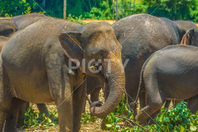 象の孤児院（スリランカ・ピンナワラ）