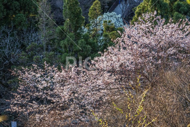 春の京都・清水寺