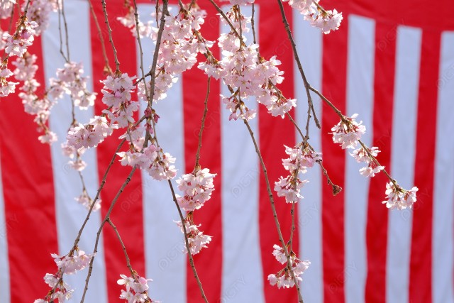 紅白幕と枝垂桜