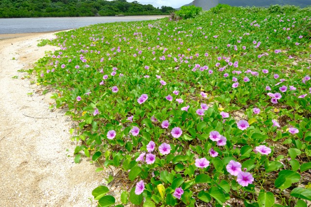 グンパイヒルガオ咲く石垣島の名蔵湾