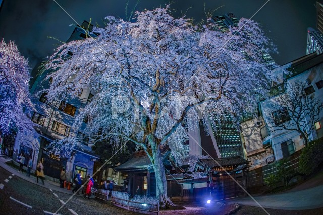 新宿の高層ビル群とライトアップされた桜