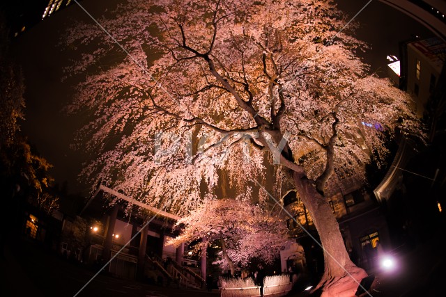新宿の高層ビル群とライトアップされた桜