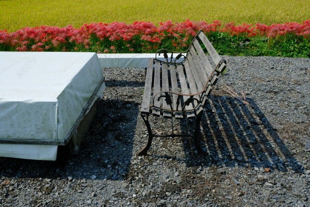 秋の田の傍に置かれた白テーブルとベンチ