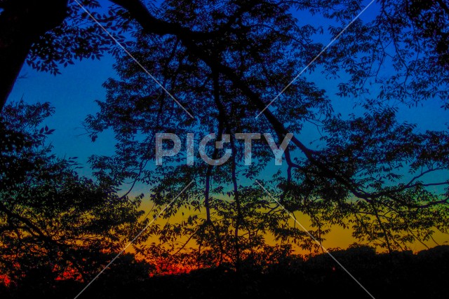 夕景と木のシルエットのイメージ