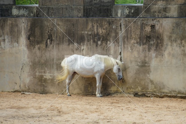 サラサラヘアーの白馬のイメージ