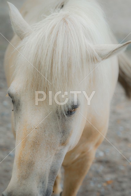 サラサラヘアーの白馬のイメージ