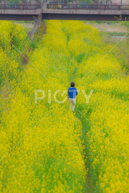 黄色い菜の花畑を歩く人々