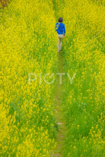 黄色い菜の花畑を歩く人々