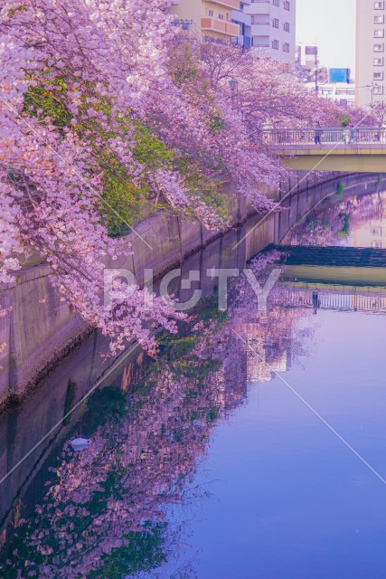 三分咲き桜の大岡川プロムナード