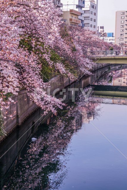 三分咲き桜の大岡川プロムナード