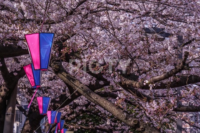 三分咲き桜の大岡川プロムナード
