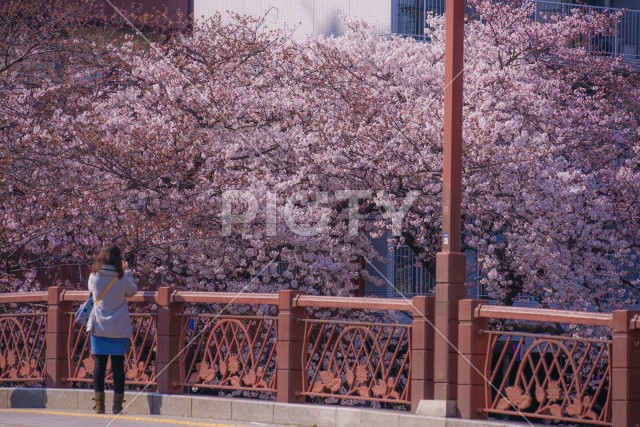 三分咲き桜の大岡川プロムナード