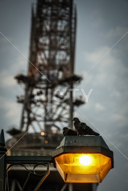 街灯に止まるハトと名古屋テレビ塔のシルエット