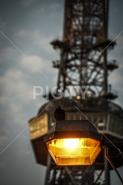 街灯に止まるハトと名古屋テレビ塔のシルエット