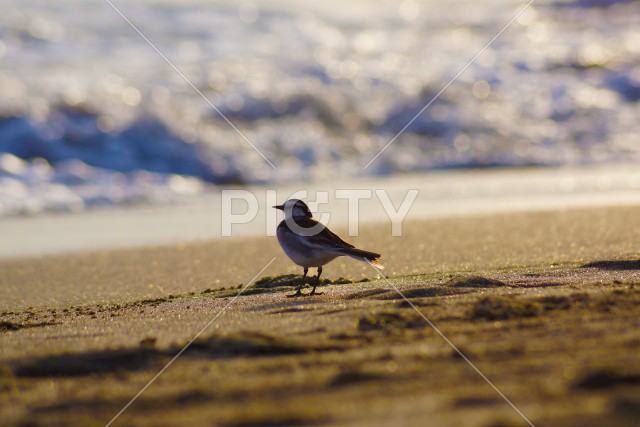 江ノ島海岸の鳥