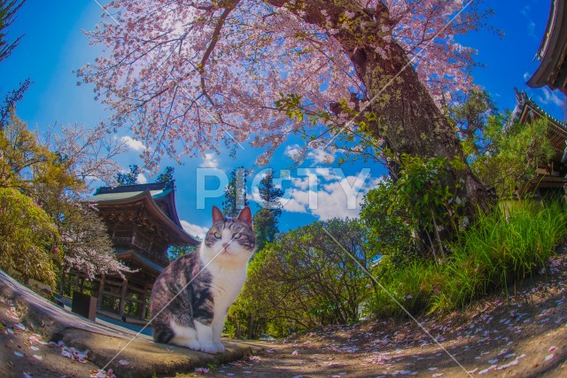 満開の桜と猫
